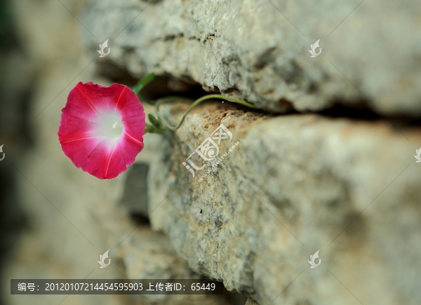 頑強(qiáng)