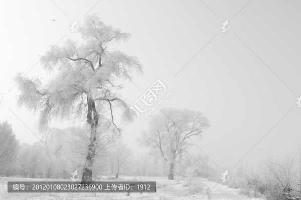 冬