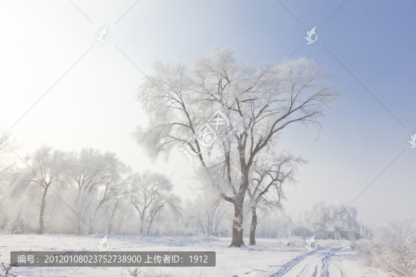 冬