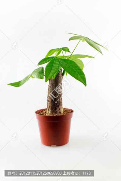 發(fā)財樹