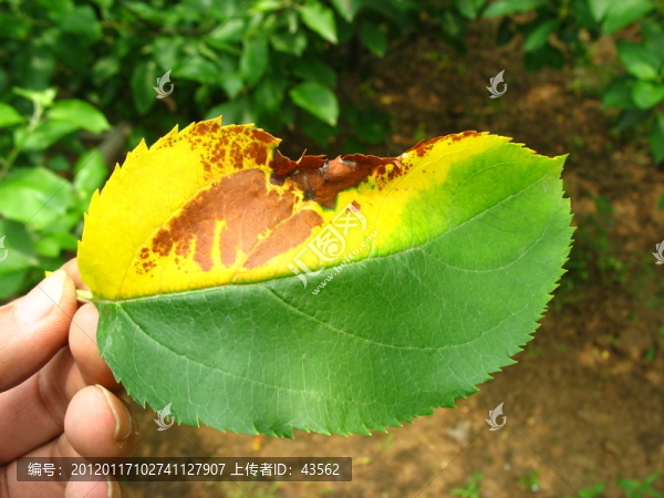 蘋果樹葉