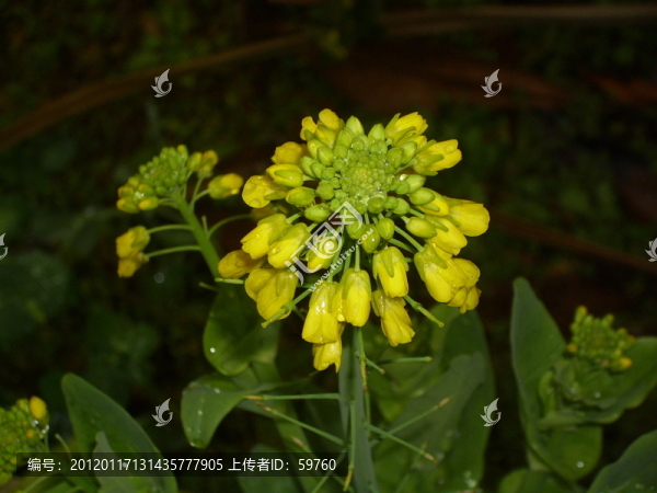 盛開的油菜花