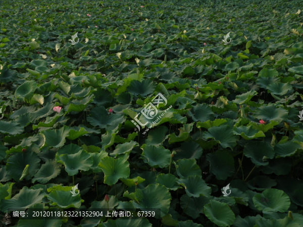 西湖,荷花