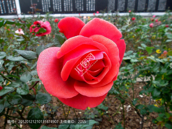 玫瑰花