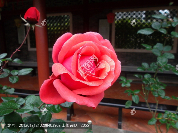 玫瑰花