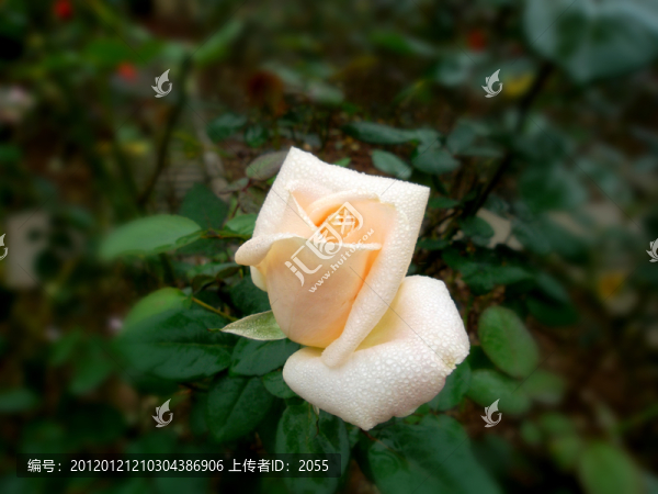 玫瑰花