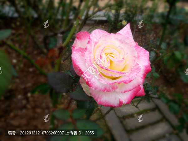玫瑰花