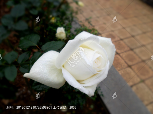 玫瑰花