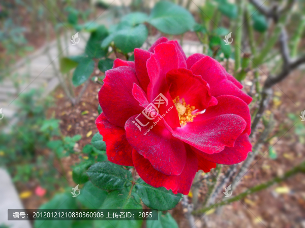 玫瑰花