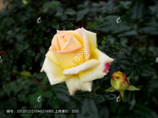 玫瑰花
