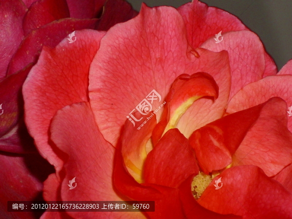 月季花蕊