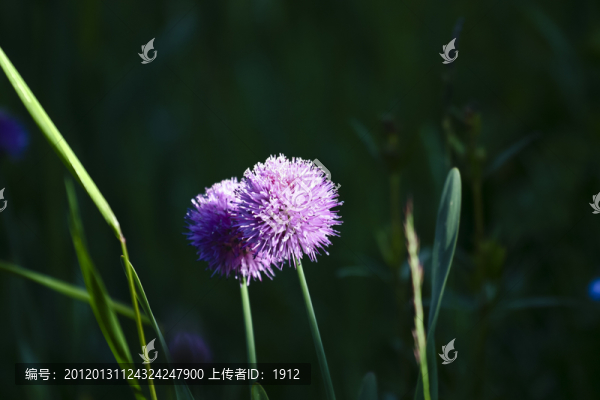 野花