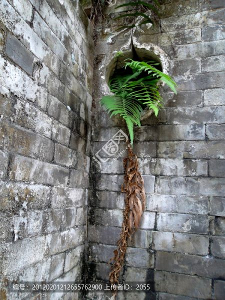 青磚,苔蘚