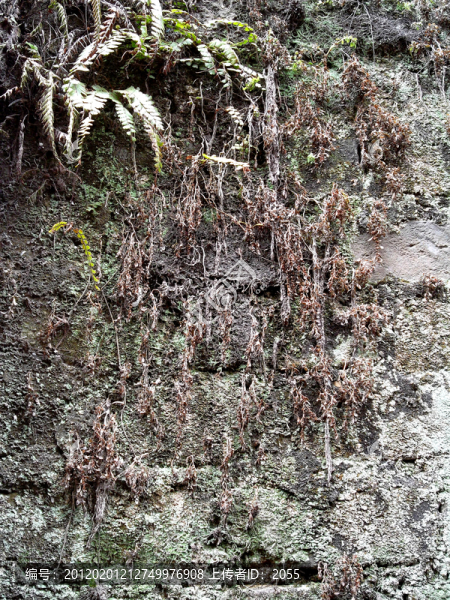 青磚,苔蘚