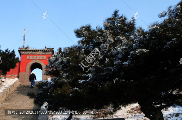 泰山雪松