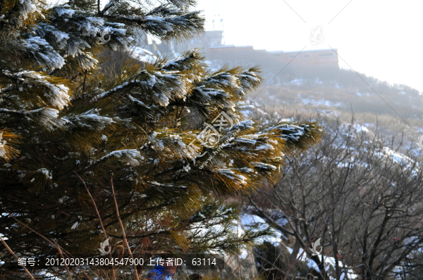 泰山雪松