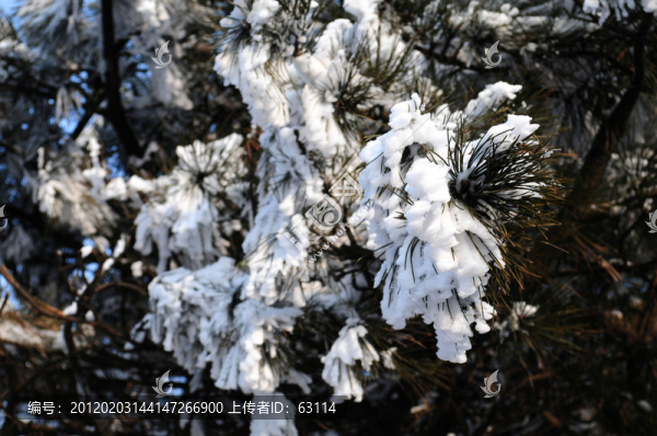 泰山雪松