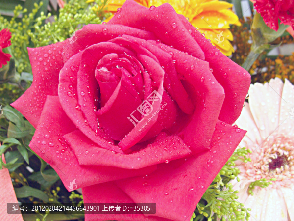 玫瑰花