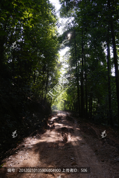 林區(qū)道路