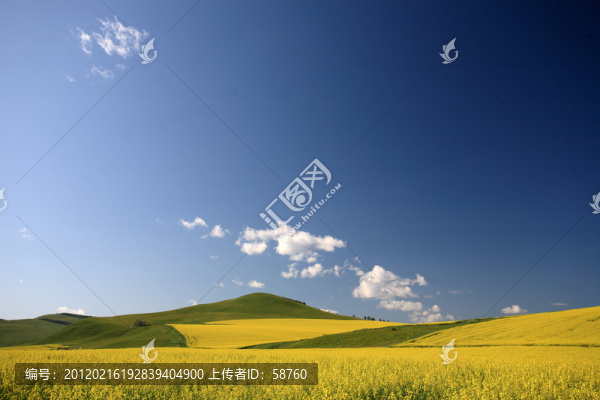 呼倫貝爾油菜花開