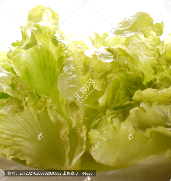 生菜