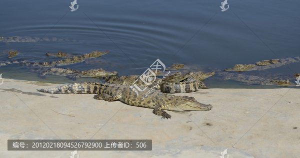 鱷魚養(yǎng)殖場