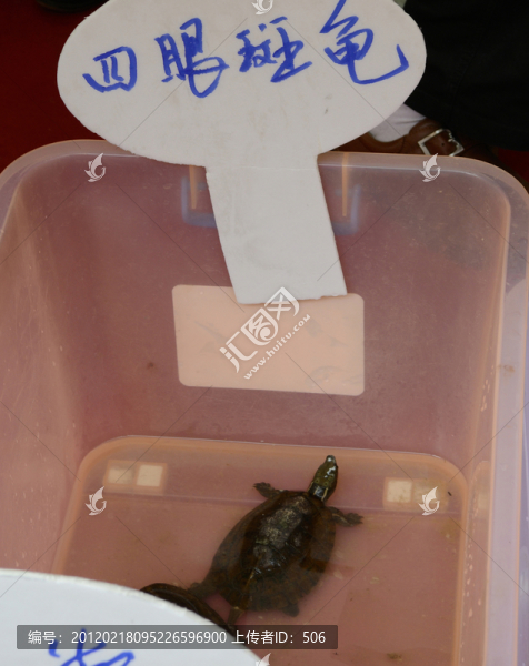四眼斑龜