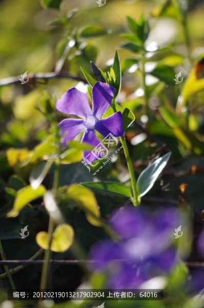 蝴蝶花