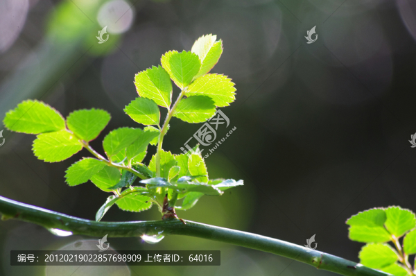野薔薇