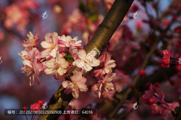 櫻花