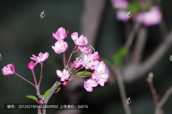 櫻花