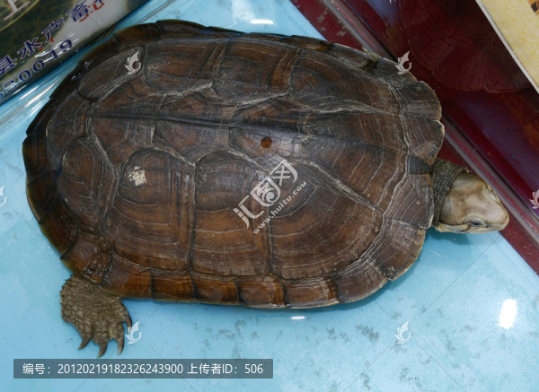 龜鱉養(yǎng)殖