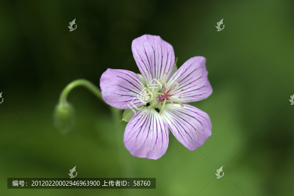 野生植物老鸛草