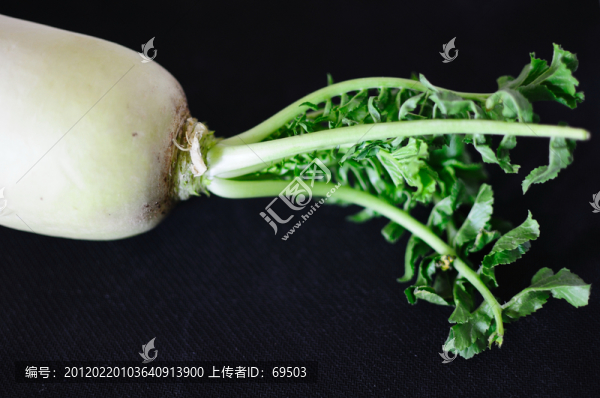 白籮卜