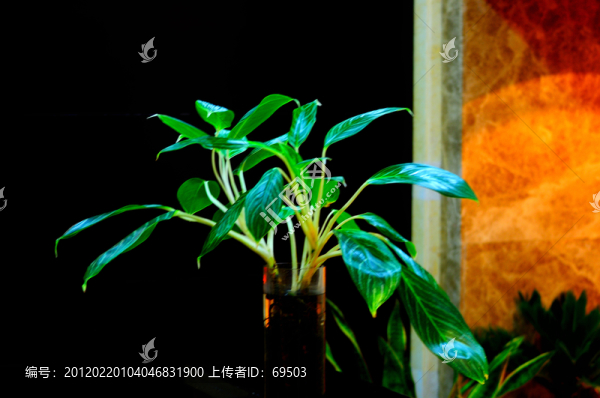 綠色植物