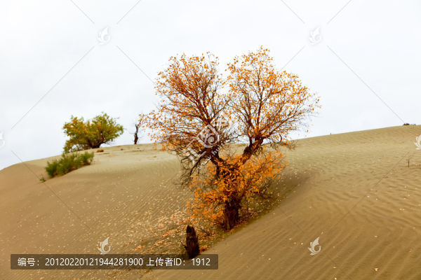 沙漠,胡楊