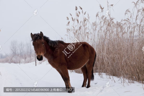 馬