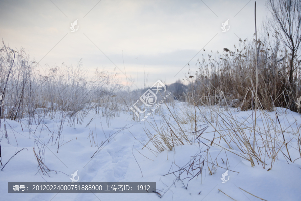 冬雪
