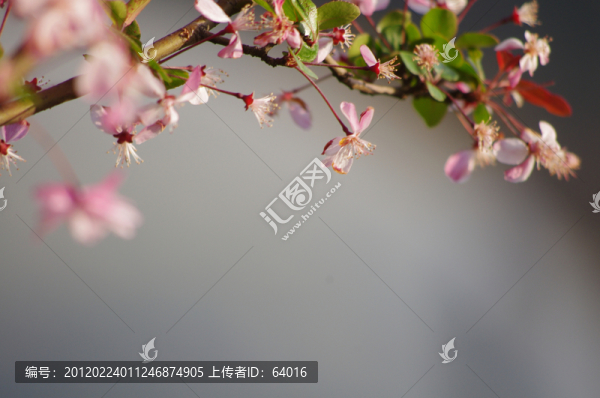 海棠花