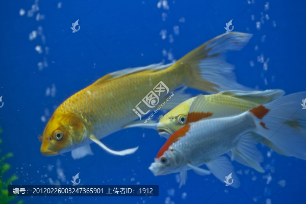 魚(yú)