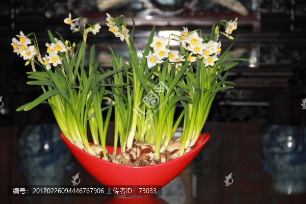 水仙