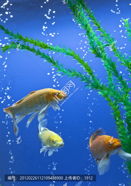 熱帶魚