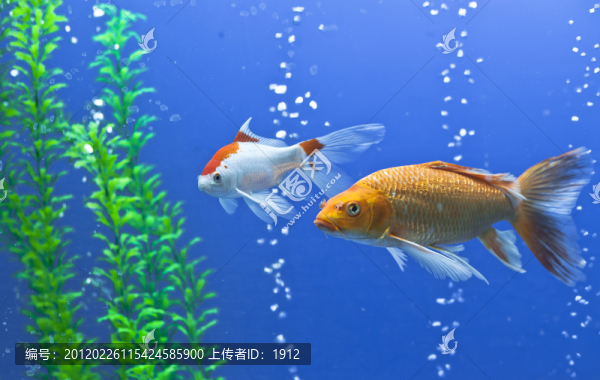 觀賞魚(yú)