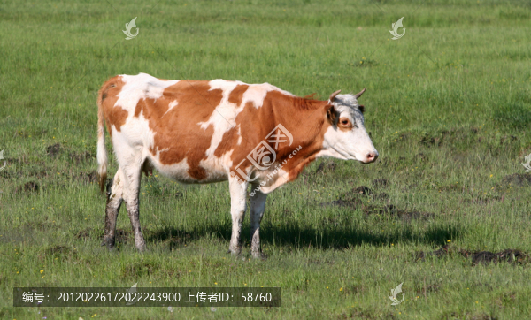 牧場(chǎng)