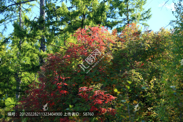 樹(shù)林紅葉