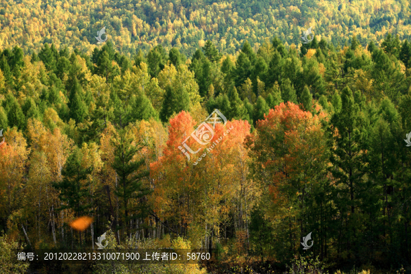 大興安嶺,原始森林秋季