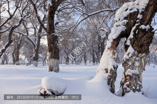 冬雪