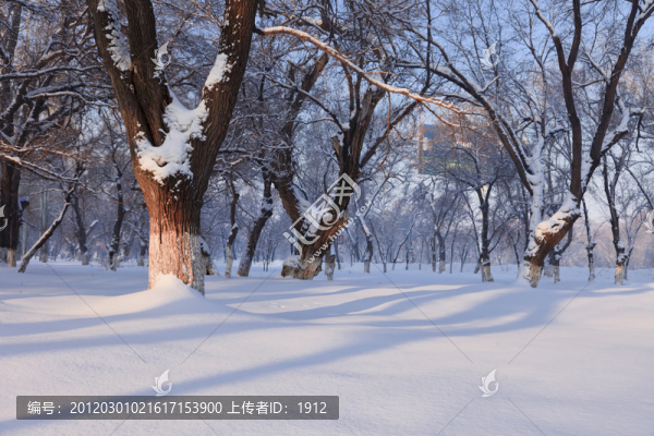 冬天的小樹林