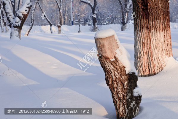 冬雪