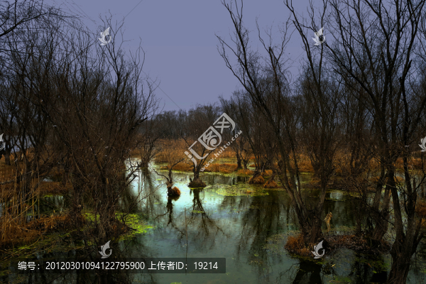 南京八卦洲濕地